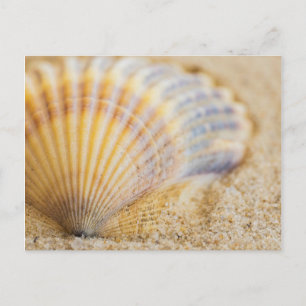 Süßer Seashell Postkarte