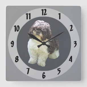 Süßer Shih Tzu Welpe Quadratische Wanduhr