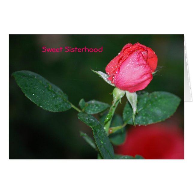 Süßer Sisterhood (Vorderseite (Horizontal))