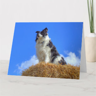 Süßer Sommer Border Collie Karte