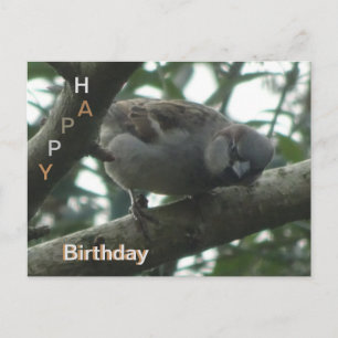 Süßer Spatz Nahaufnahme Alles Gute zum Geburtstag  Postkarte