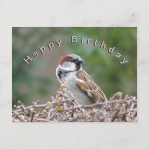 Süßer Spatz zum Geburtstag Postkarte