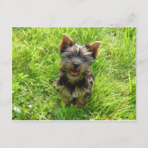 Süßer Terrier Hund Postkarte