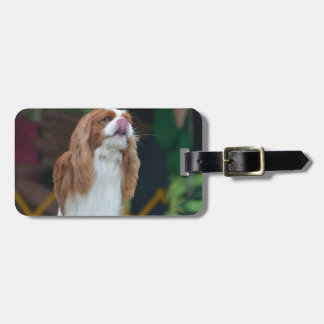 Süßer unbekümmerter Königcharles Spaniel Gepäckanhänger
