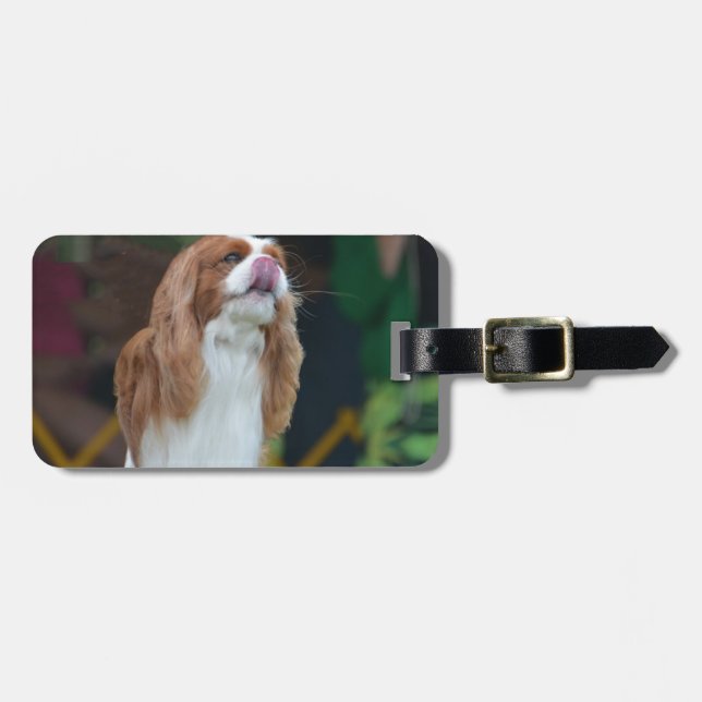 Süßer unbekümmerter Königcharles Spaniel Gepäckanhänger (Vorderseite horizontal)
