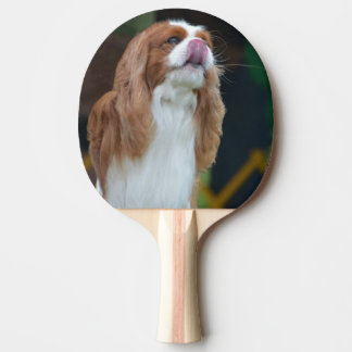 Süßer unbekümmerter Königcharles Spaniel Tischtennis Schläger