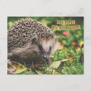 Süßer Waldigel Alles Gute zum Geburtstag Postkarte