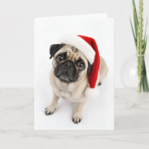 Süßer Weihnachts-Rehpug mit Santa-Hut und Hundebli