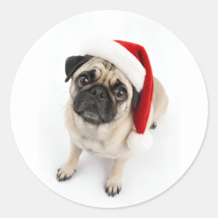 Süßer Weihnachts-Rehpug mit Santa-Hut und Hundebli Runder Aufkleber