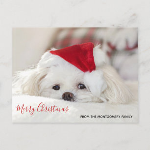 Süßer weißer Hund in einem roten Weihnachtsmannhut Feiertagspostkarte