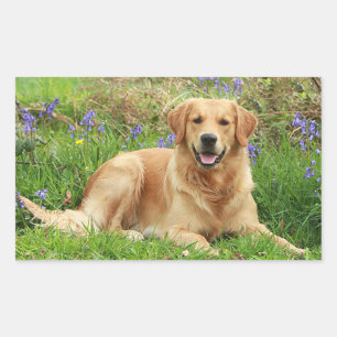 Süßer Welpe Hallo Liebe Golden Retriever Rechteckiger Aufkleber