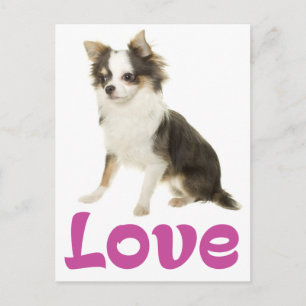 Süßer Welpe Hund Liebe Langhaar Chihuahua  Postkarte
