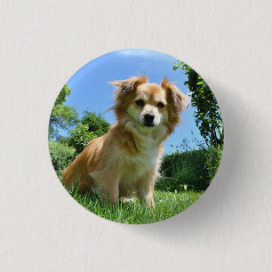 Süßer Welpe im Garten Foto Button