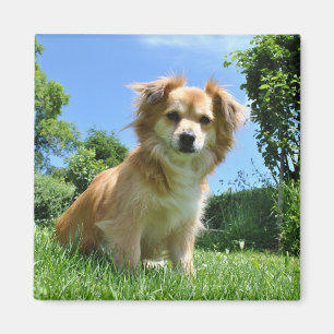 Süßer Welpe im Garten Foto Magnet