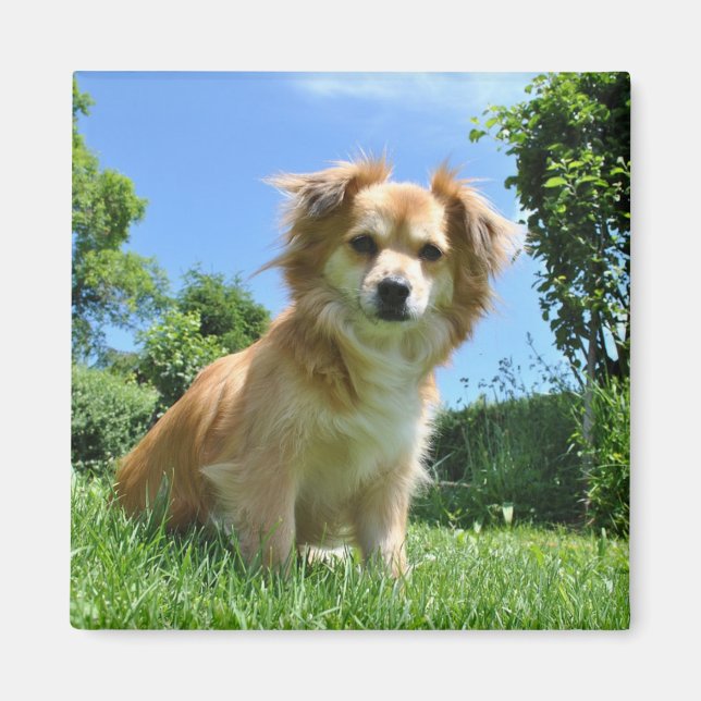 Süßer Welpe im Garten Foto Magnet (Vorne)