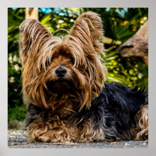 Süßer Yorkie Poster