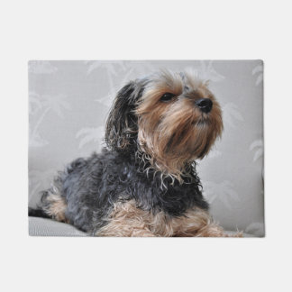 Süßer Yorkie Yorkshire Terrier sonnt sich Fußmatte