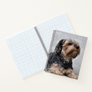 Süßer Yorkie Yorkshire Terrier sonnt sich Notizbuch