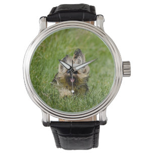Süßer Yorkshire Terrier läuft durch Gras Armbanduhr