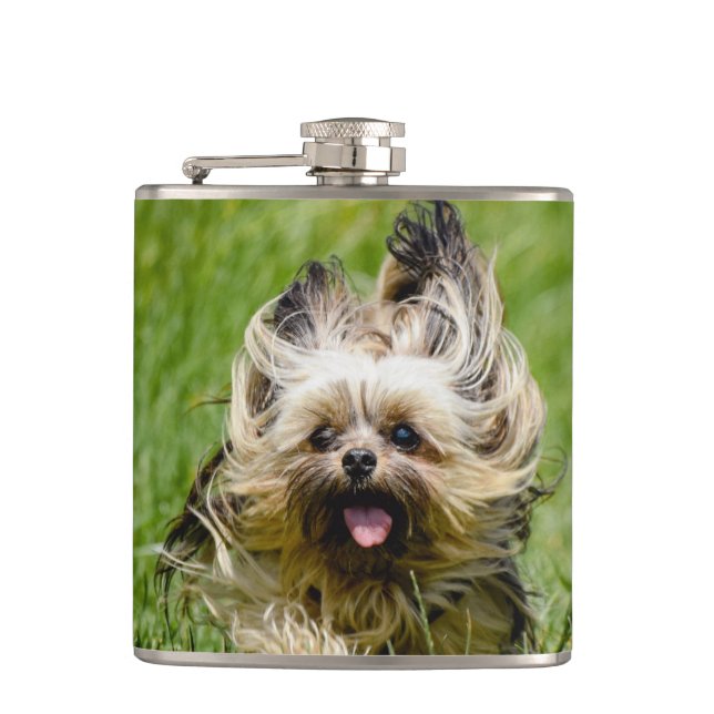 Süßer Yorkshire Terrier läuft durch Gras Flachmann (Vorderseite)