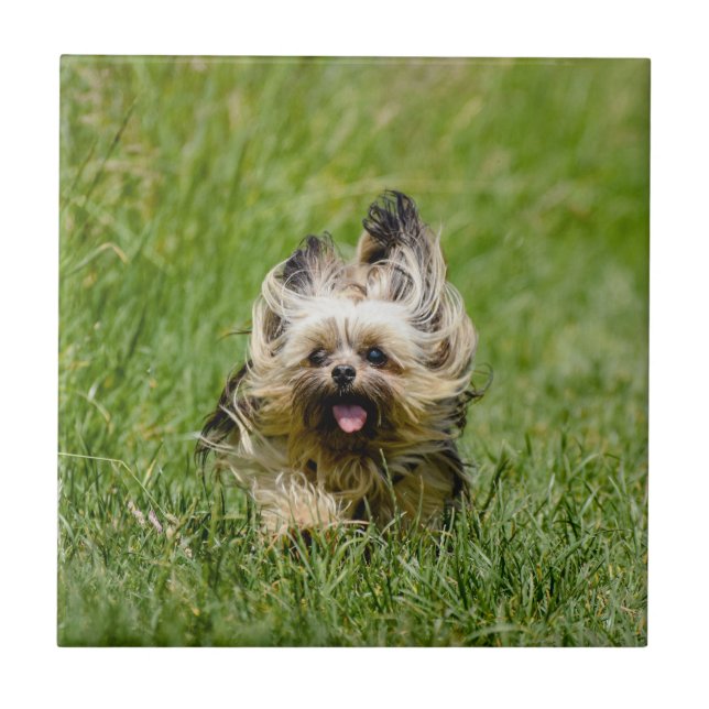 Süßer Yorkshire Terrier läuft durch Gras Fliese (Vorderseite)