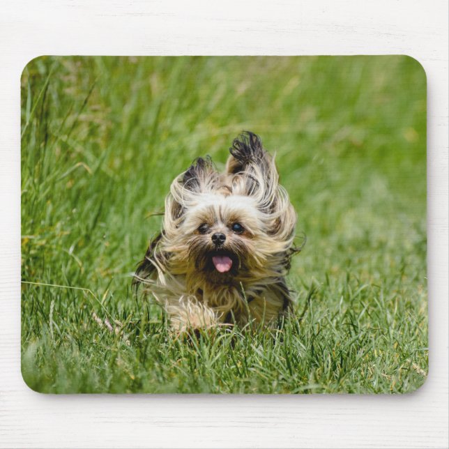 Süßer Yorkshire Terrier läuft durch Gras Mousepad (Vorne)