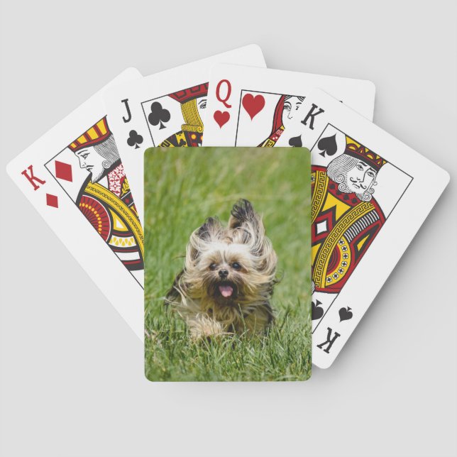 Süßer Yorkshire Terrier läuft durch Gras Spielkarten (Rückseite)