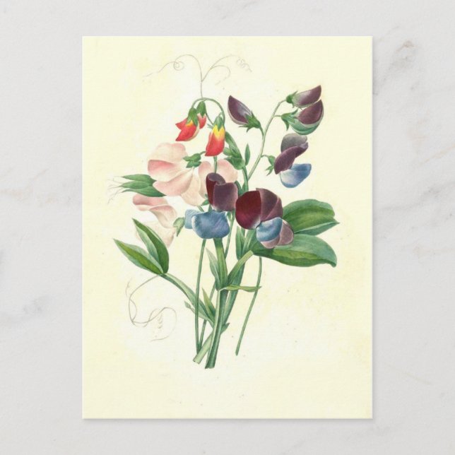 Süßerbsen von Pierre-Joseph Redouté Postkarte (Vorderseite)