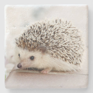 Süßes Baby-Igel-Foto Steinuntersetzer