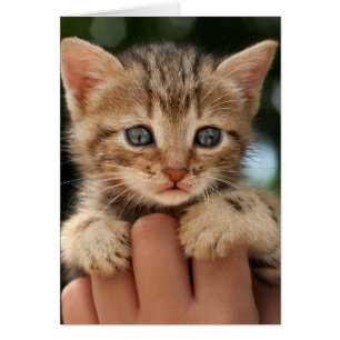 Süßes Baby-Kätzchen