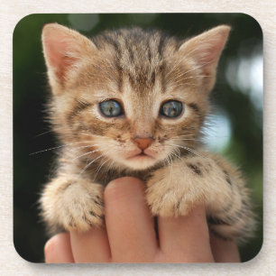 Süßes Baby-Kätzchen Getränkeuntersetzer
