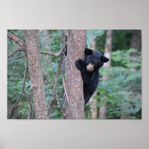 Süßes Baby Schwarzbärchen in Baum Foto Poster