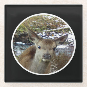 Süßes Babyhirsch Reh Waldszene Natur Anbetungswürd Glasuntersetzer