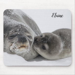 Süßes Babyrobben und Mutter Mousepad