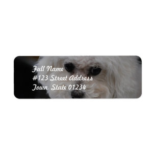 Süßes Bichon Frise