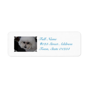 Süßes Bichon Frise
