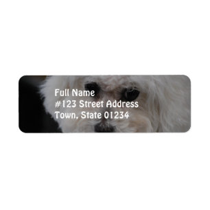 Süßes Bichon Frise