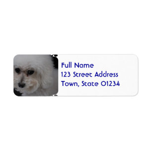 Süßes Bichon Frise