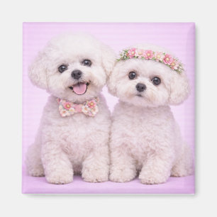 Süßes Bichon Frise Paar Valentinstag-Illustration Magnet
