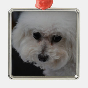 Süßes Bichon Frise Silbernes Ornament