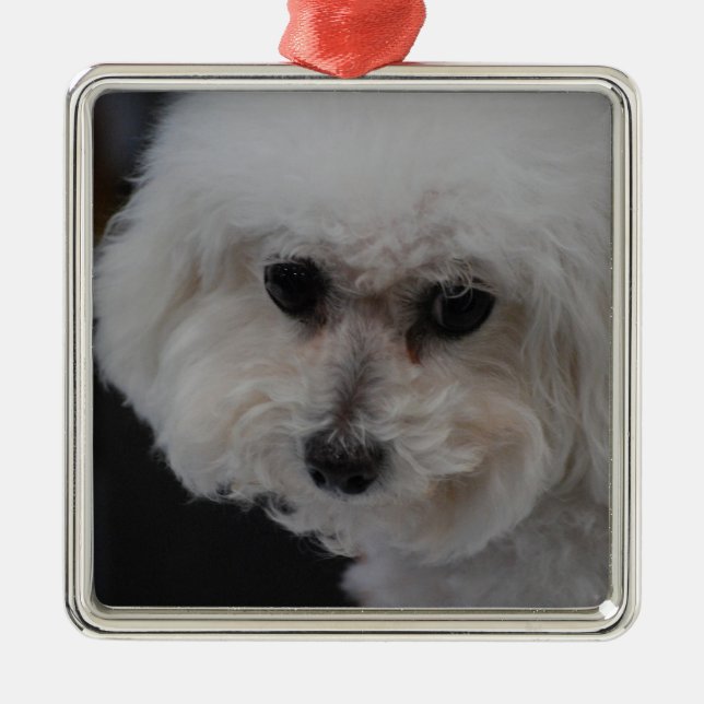 Süßes Bichon Frise Silbernes Ornament (Vorne)