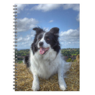 Süßes Border Collie-Hund-Foto Notizblock