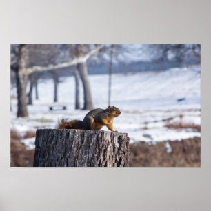 Süßes Eichhörnchen auf einem Baumstumpf. Poster