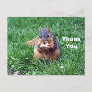 Süßes Eichhörnchen Erdnuss Foto Danke Postkarte