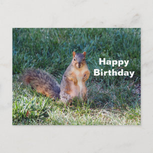 Süßes Eichhörnchen-Foto zum Geburtstag Postkarte