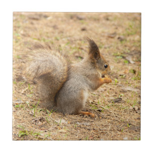 Süßes Eichhörnchen isst ein Nuss-Foto Fliese