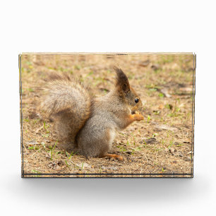 Süßes Eichhörnchen isst ein Nuss-Foto Fotoblock