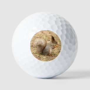 Süßes Eichhörnchen isst ein Nuss-Foto Golfball