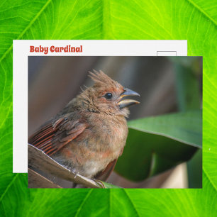 Süßes Foto von einem Kardinal Babyvogel Postkarte