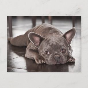 Süßes Französische-Bulldogge-Hund-Foto Postkarte